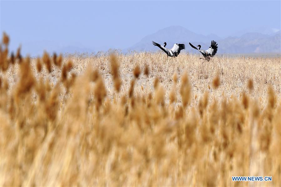 CHINA-GANSU-AKSAY-MIGRATORY BIRDS (CN)