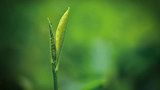 這片樹葉，改變了世界！