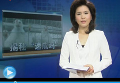 記者暗訪(fǎng)肯德基"速成雞"養(yǎng)殖廠