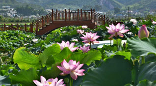 云南雙江：荷花盛開 產(chǎn)業(yè)示范基地成為旅游網(wǎng)紅打卡地