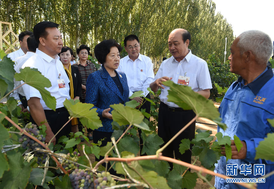 8月9日，中共中央政治局委員、中央統(tǒng)戰(zhàn)部部長(zhǎng)、中央代表團(tuán)副團(tuán)長(zhǎng)孫春蘭率中央代表團(tuán)三分團(tuán)，先后赴內(nèi)蒙古自治區(qū)烏海市、阿拉善盟看望各族干部群眾。這是孫春蘭在烏海市漢森酒業(yè)集團(tuán)的葡萄種植園了解葡萄種植情況。新華社記者 任軍川 攝