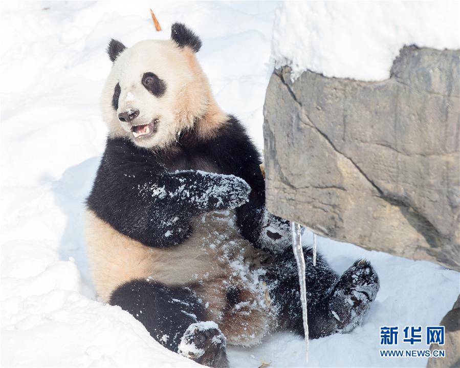 #（環境）（1）熊貓“戲”雪
