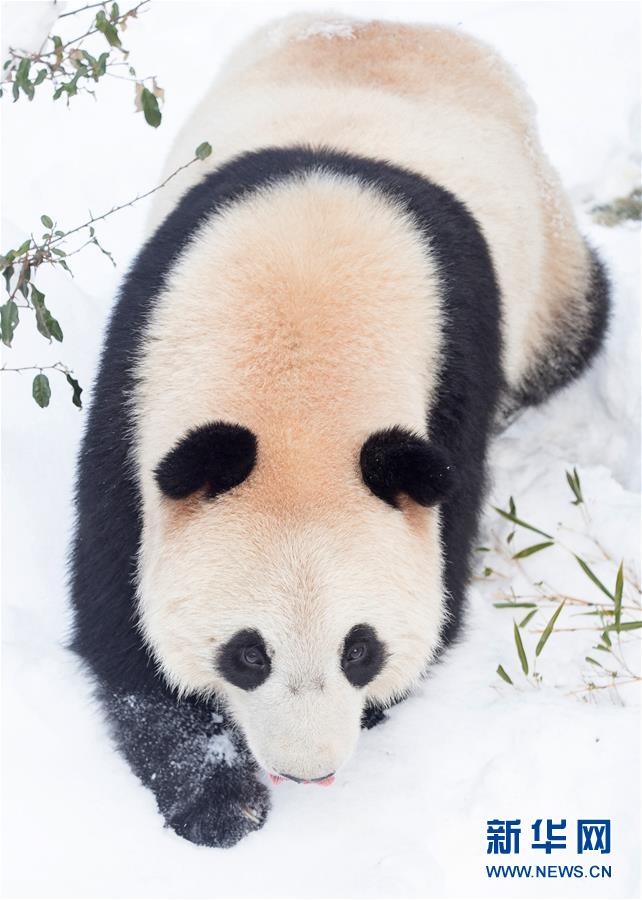 #（環境）（5）熊貓“戲”雪