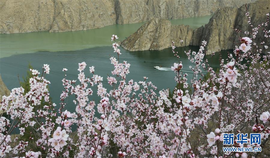 #（春季美麗生態）（1）花開劉家峽