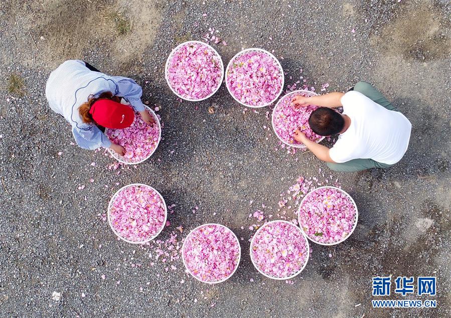 #（經濟）（3）江蘇海安：玫瑰香溢致富路