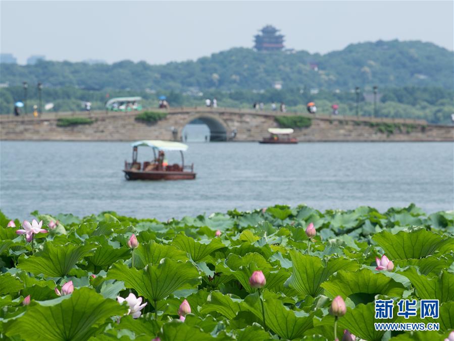 （環境）（3）西湖荷花盛開