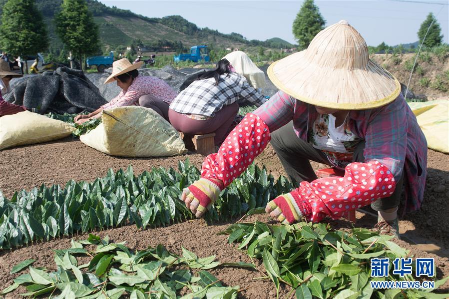 (新華全媒頭條·圖文互動(dòng))(7)安吉白茶奔向扶貧一線——浙江黃杜村農(nóng)民黨員先富幫后富向貧困地區(qū)捐贈(zèng)“扶貧苗”