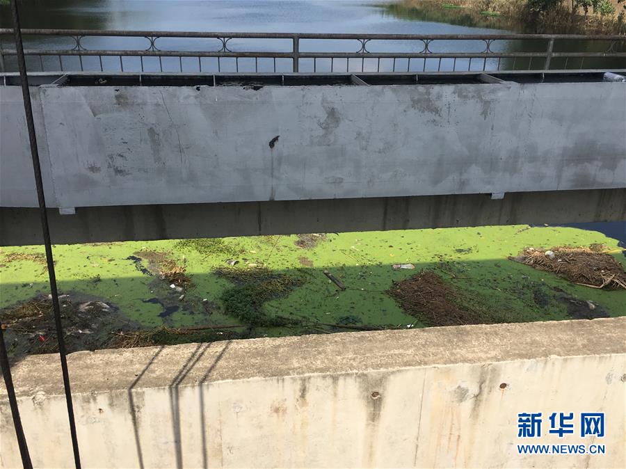 (新華視點·圖文互動)(2)上游洪水來襲下游魚蟹死亡,泄洪為何變泄污?