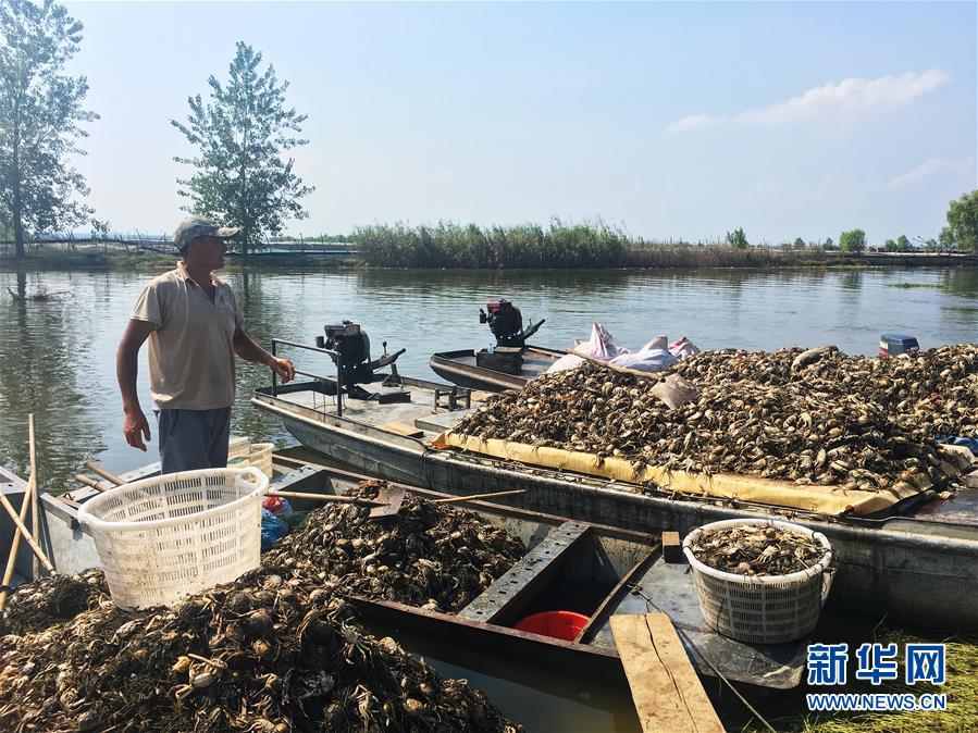 (新華視點·圖文互動)(1)上游洪水來襲下游魚蟹死亡,泄洪為何變泄污?