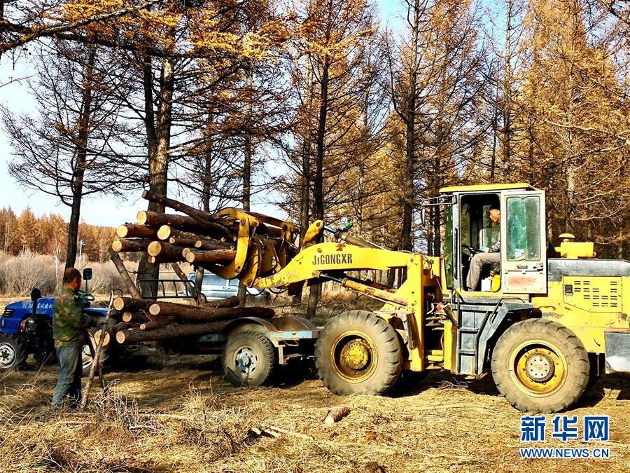 (新華全媒頭條·圖文互動)(7)那一抹綠色,走進(jìn)越來越多人心里——河北塞罕壩續(xù)寫新時代綠色傳奇