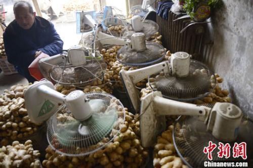 資料圖：山西太原蔬菜批發(fā)市場(chǎng)，姜販用多臺(tái)電風(fēng)扇風(fēng)干新鮮潮濕的生姜。<a target='_blank' ><p  align=