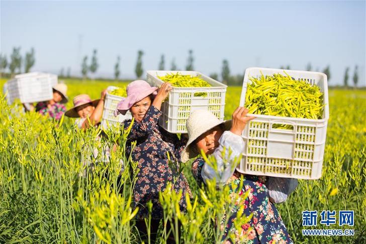 （在習近平新時代中國特色社會主義思想指引下——新時代新作為新篇章·鄉村振興戰略·圖文互動）（1）一株忘憂草，萬家喜眉梢——山西省大同市云州區黃花產業扶貧觀察