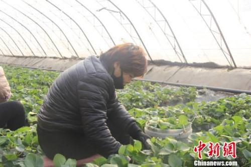 正值隆冬時(shí)節(jié)，山西省長(zhǎng)治市長(zhǎng)子縣天寒地凍，最低氣溫已有零下十幾度，當(dāng)?shù)氐氖卟舜笈飪?nèi)卻“春意盎然”、生機(jī)勃勃。　王維寧 攝