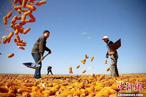 資料圖。農民揮動鐵锨晾曬玉米，使得滿地盡帶“黃金甲”，成為一道靚麗的風景線。趙琳 攝
