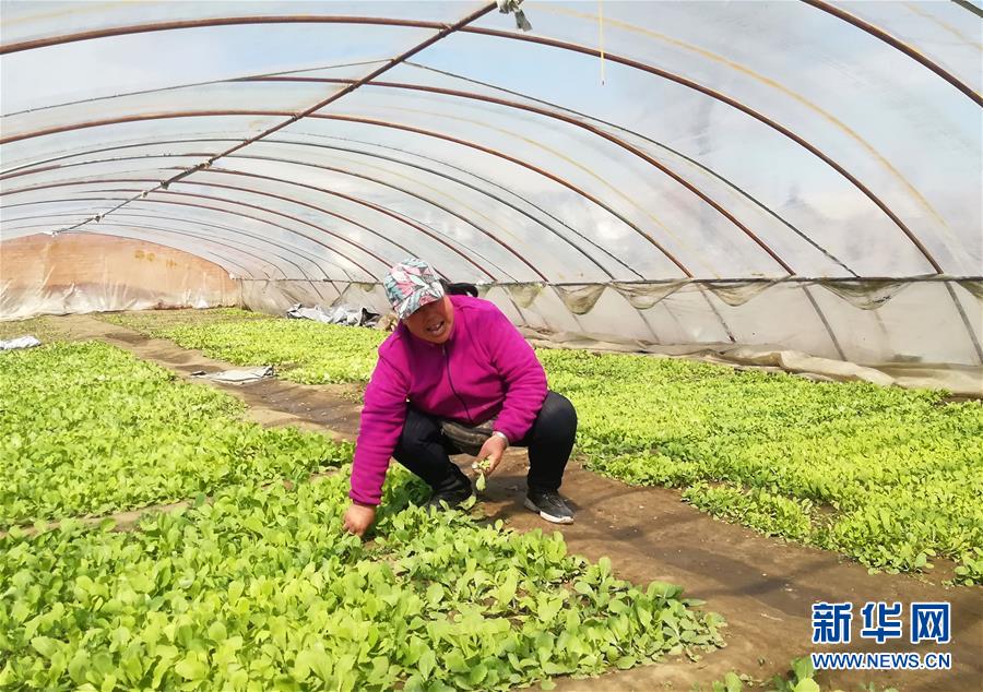 （在習(xí)近平新時代中國特色社會主義思想指引下——新時代新作為新篇章·圖文互動）（3）“黑三星村”緣何變成示范村？——東北一小村莊的脫貧振興路 