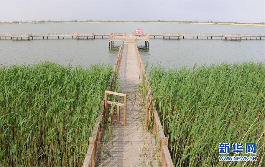 （北京世園會·圖文互動）（5）“百湖之鄉”磴口縣再現生態田園風光
