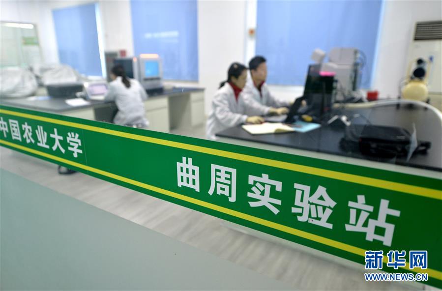 （新華全媒頭條·愛國情 奮斗者·圖文互動）（10）把論文寫在祖國的大地上——中國農業(yè)大學46年扎根河北曲周服務鄉(xiāng)村振興紀實