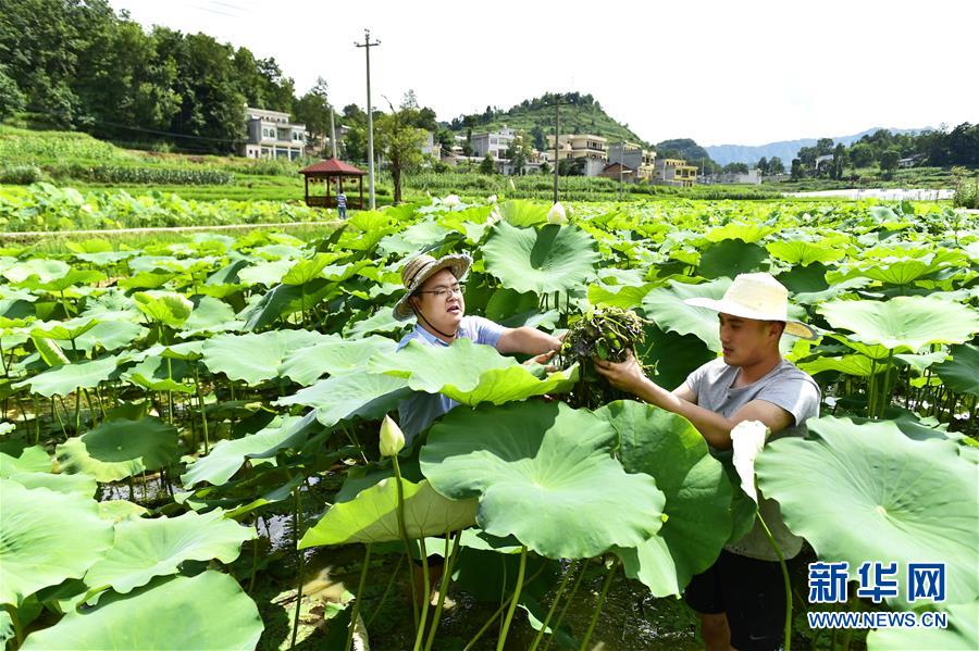 （新華全媒頭條·圖文互動）（4）咱們村里的年輕人——記奮戰(zhàn)在貴州脫貧攻堅(jiān)一線的青年