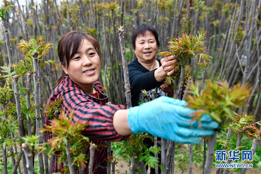 (在習近平新時代中國特色社會主義思想指引下——新時代新作為新篇章·圖文互動)(1)中條山下綠意濃——一個“資源窮縣”的生態(tài)發(fā)展之路