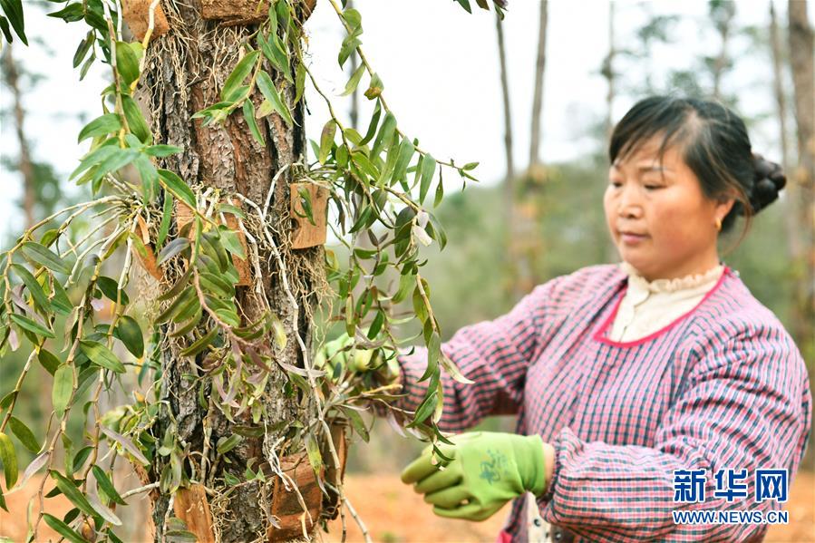 （決戰決勝脫貧攻堅·圖文互動）（5）天然“寶貝”促增收——貴州錦屏縣培育扶貧產業見聞