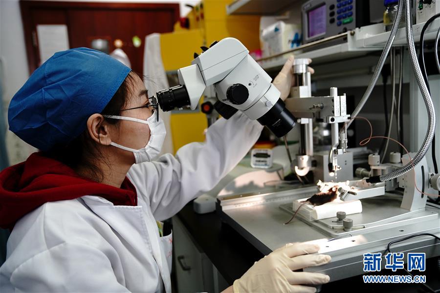 （圖文互動）（2）攻擊行為如何被大腦控制？科學家在小鼠大腦中發現“調節開關”