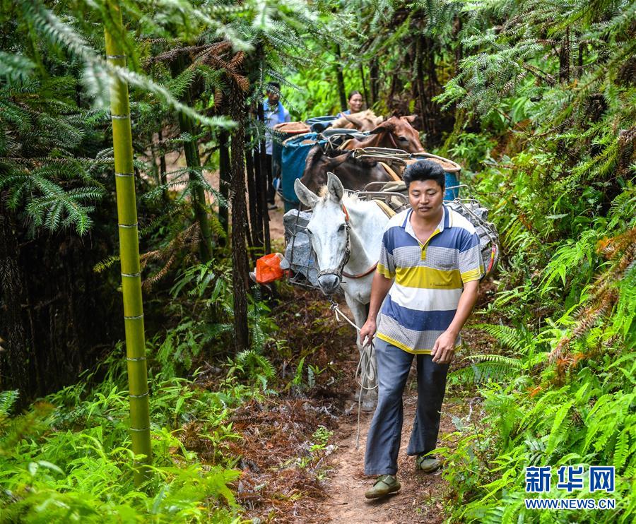（決戰決勝脫貧攻堅·圖文互動）（1）老余賣騾子