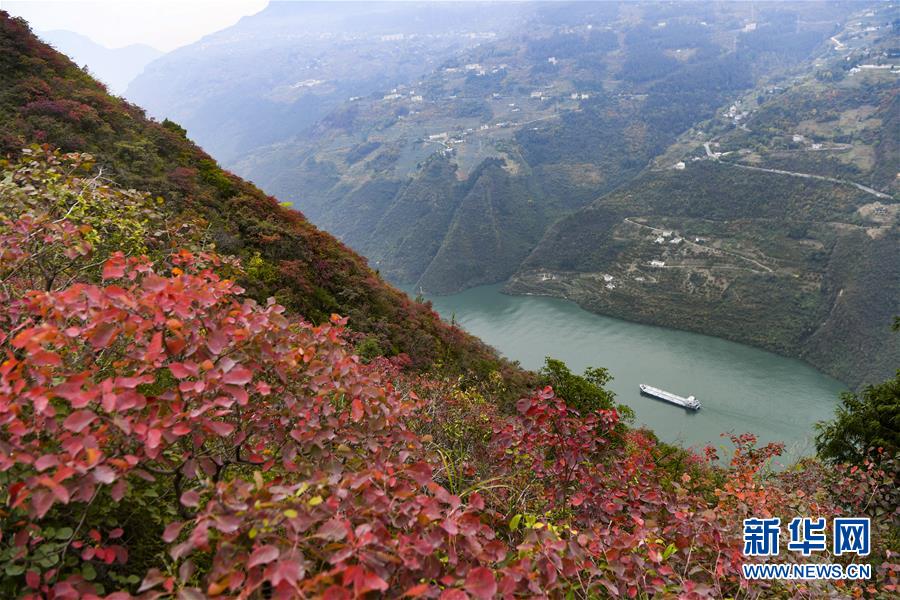 （新華全媒頭條·圖文互動）（12）待到滿山紅葉時——三峽重慶庫區踐行新發展理念面面觀