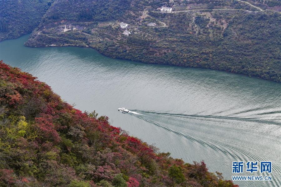 （新華全媒頭條·圖文互動）（14）待到滿山紅葉時——三峽重慶庫區踐行新發展理念面面觀