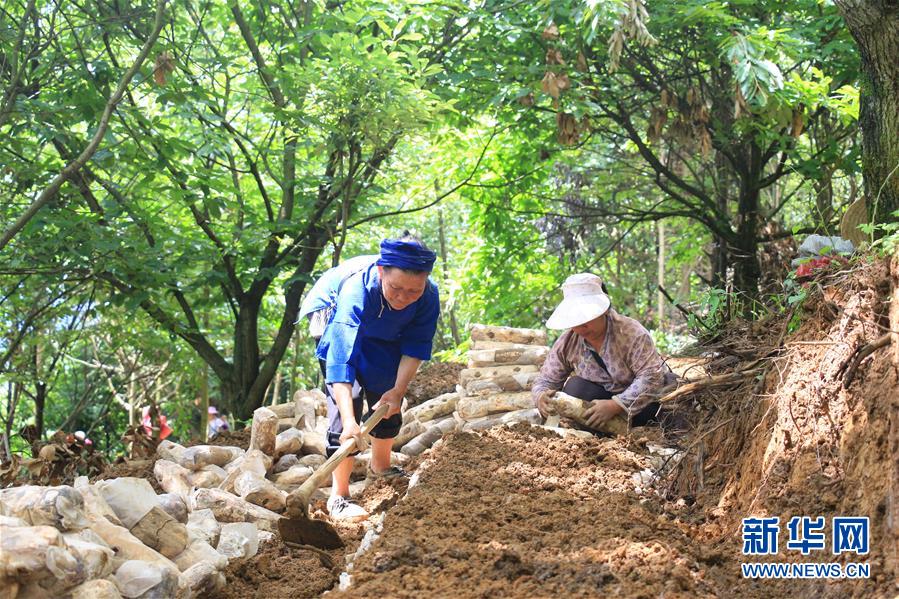 (決戰決勝脫貧攻堅·圖文互動)(3)問林下要地 助“新市民”就業增收