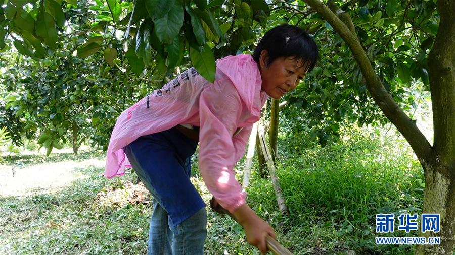 （新華網(wǎng)·決戰(zhàn)決勝脫貧攻堅·圖文互動）（2）貴州思南：強村帶弱村 “抱團(tuán)”促增收