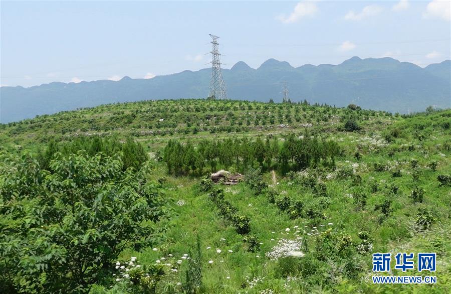 （新華網(wǎng)·決戰(zhàn)決勝脫貧攻堅·圖文互動）（3）貴州思南：強村帶弱村 “抱團(tuán)”促增收