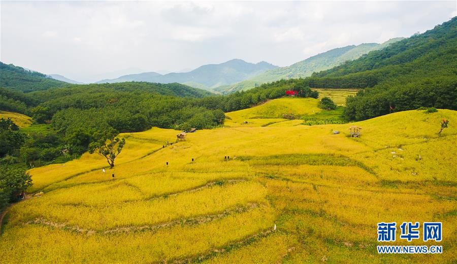 (走向我們的小康生活·圖文互動)(1)黎苗山鄉種養“老行當”擦亮“綠色牌”