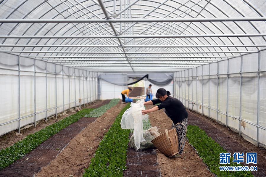 （防汛抗洪·圖文互動）（2）修路通水忙重建 補種搶收復生產——湘西山洪后恢復生產生活見聞