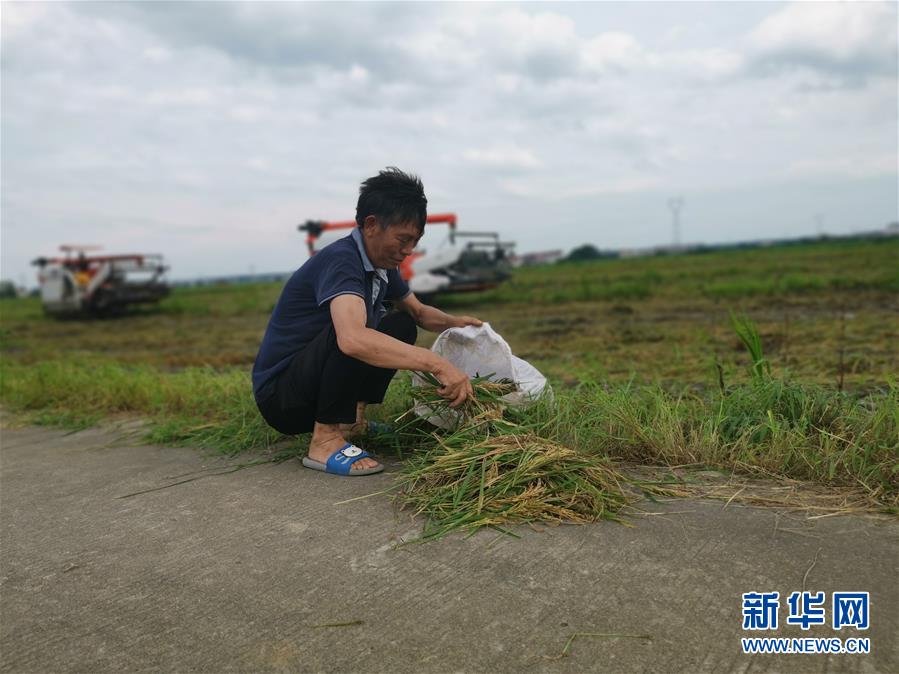 （新華視點·聚焦餐桌外的浪費·圖文互動）（1）顆粒歸倉為何難實現？我國糧食收割環節損失驚人