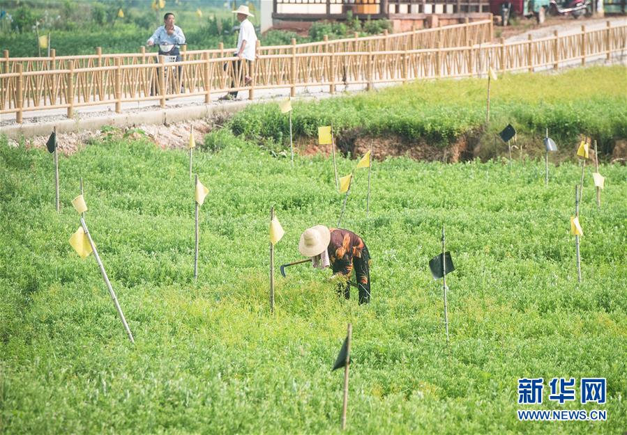 （新華全媒頭條·走向我們的小康生活·圖文互動）（9）特殊之年，荊楚大地書寫不平凡的答卷