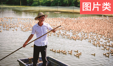 金黃滿(mǎn)塘樂(lè)開(kāi)懷
