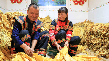 金葉滿(mǎn)倉(cāng) 圓夢(mèng)小康