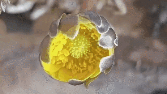 冰凌花為何能早早綻放？