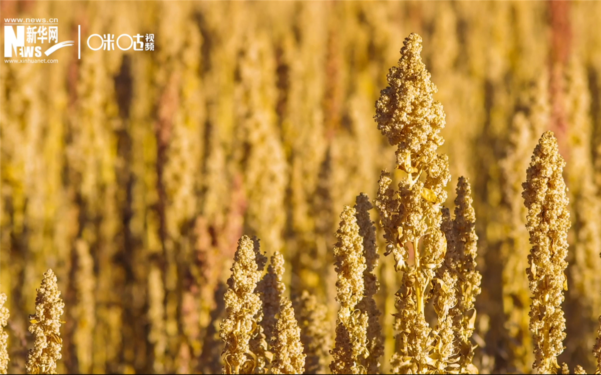 藜麥有極強的環(huán)境適應(yīng)能力和低成本、高回報的種植模式