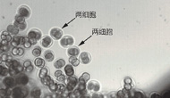 實踐十號衛星小鼠胚胎實驗取得重要突破