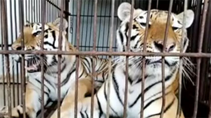 專家分析：老虎咬死飼養員事件 暴露哪些問題？