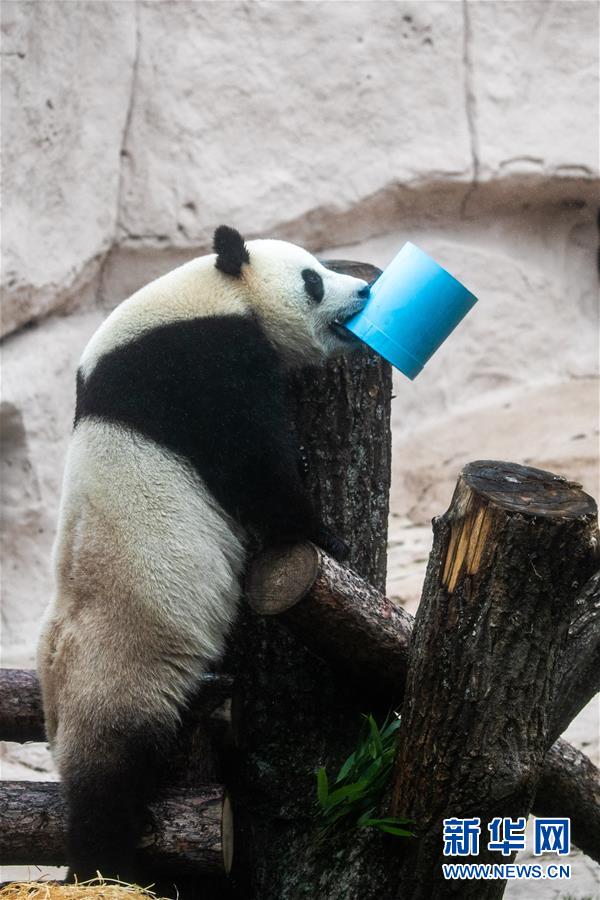 (國際)(6)莫斯科動物園為大熊貓“如意”和“丁丁”慶生