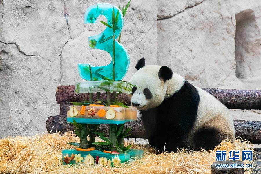 (國際)(9)莫斯科動物園為大熊貓“如意”和“丁丁”慶生