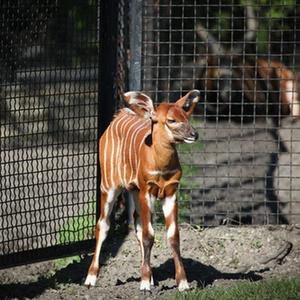 微信分享圖